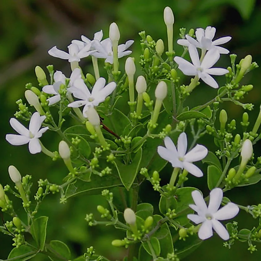 Jasmine Absolute Essential Oil